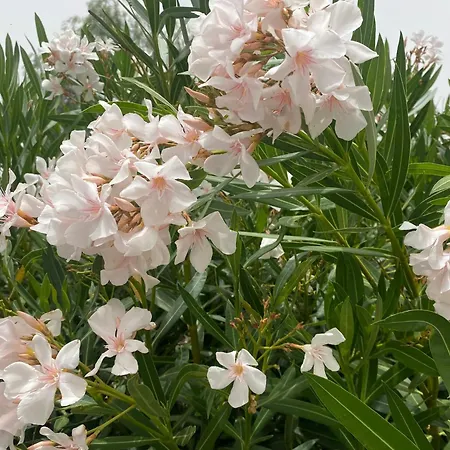 Numancia1- 4b Apartament *