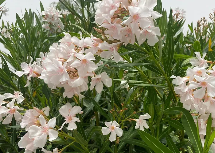 Numancia1- 4b Apartament *