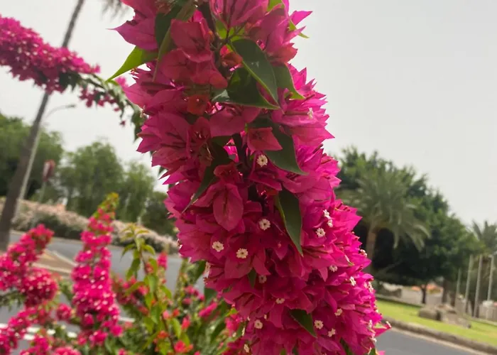 Numancia1- 4b * Λας Πάλμας ντε Γκραν Κανάρια