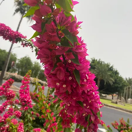 Numancia1- 4b * Las Palmas de Gran Canárias